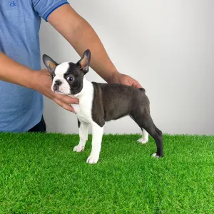 Boston Terrier - Domina 