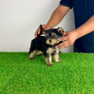 Yorkshire Terrier - Dora