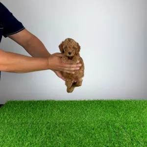 Pudel toy - Zingo
