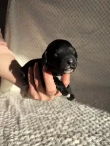 Portugalský vodní pes - Bella