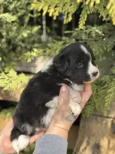 Border Collie - Blake
