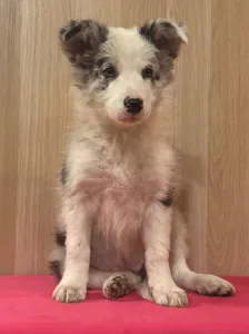 Border Collie - Gerániol 