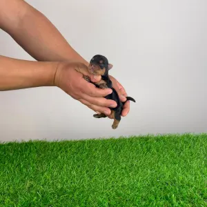 Yorkshire Terrier - Wolke