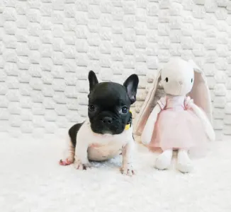 Francia bulldog - Glenda