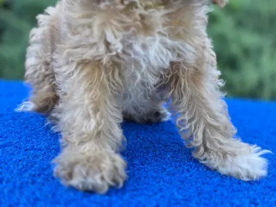 Cavapoo - Miles