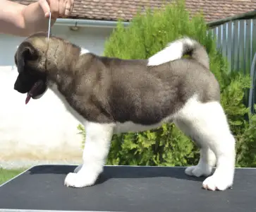 American Akita - Hunter Of Tad Bears 