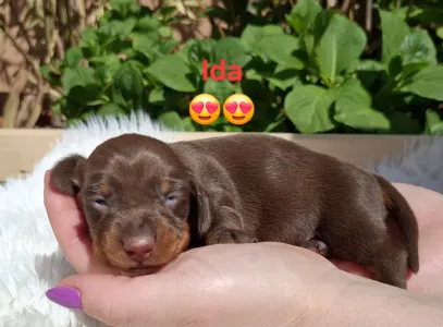 Dackel - Ida