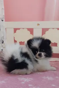 Pomeranian - Dream