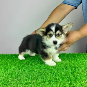 Corgi galez Pembroke - Rolly
