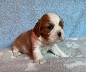Cavalier King Charles Spaniel - Bentley