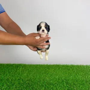 Cavalier King Charles Spaniel - Viotti