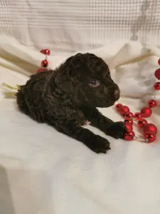Lagotto Romagnolo - Franco
