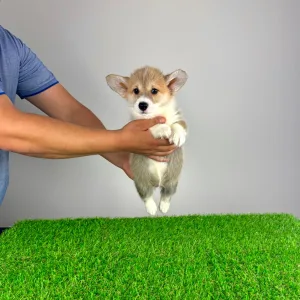 Welsh Corgi Pembroke - Ryky