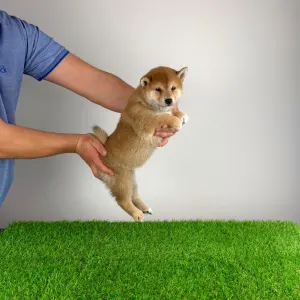 Shiba - Luigi