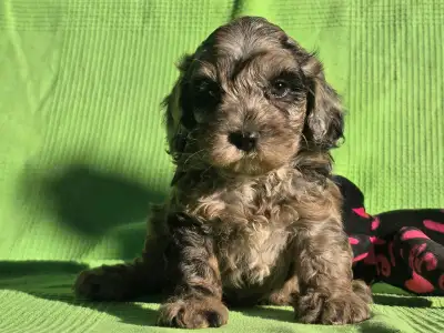 Cavapoo - Melody
