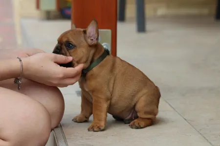 Francia bulldog - Ultron
