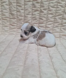 Havanese - Tommy