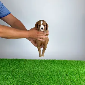 Cavalier King Charles Spaniel - Wendelin