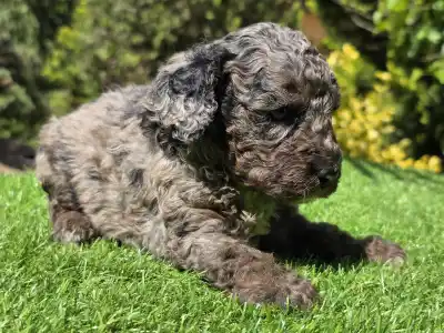 Cavapoo - Zoom