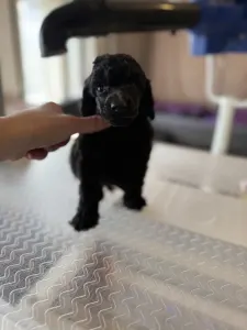 Střední pudl - Black Boy