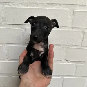Italian Greyhound - Blanca