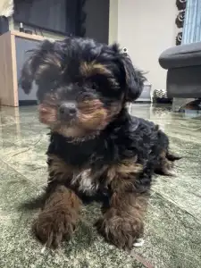 Yorkiepoo - Malya