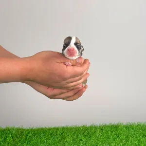 Pembroke Welsh Corgi - Yama