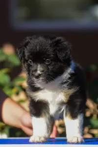 Ausztrál juhászkutya - Winstead Next Generation 