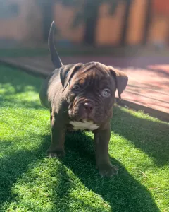 l'American Bully - Standard - Honey Berry