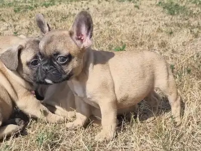 Bulldog francese - Hank