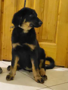 Hovawart - Buda Side Caroll Christmas 