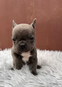 Francouzský buldoček - Richie