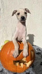 Italienisches Windspiel - Elfi