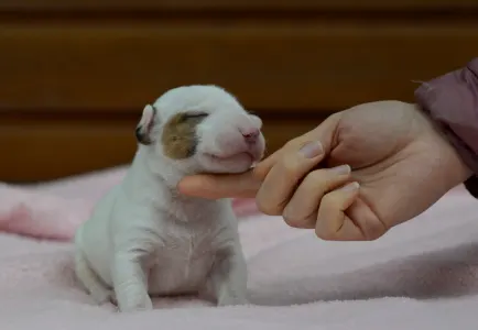 Miniatűr bullterrier - Laka