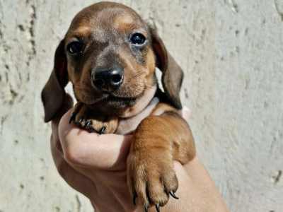 Dachshund - Olaf