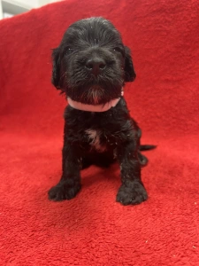 Portuguese Water Dog - Garp