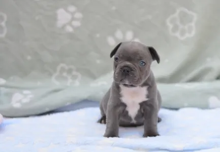 Francouzský buldoček - Montclair