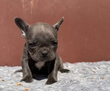 Французский бульдог - Selena
