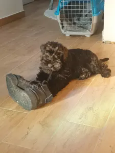 Zwergschnauzer - Black Hills