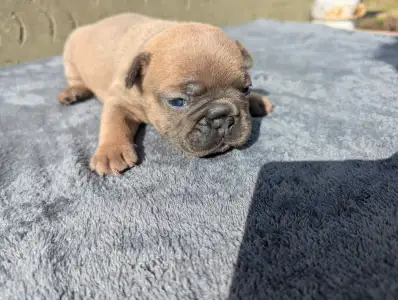 Французский бульдог - Kira