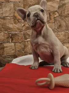 Francia bulldog - Blanka