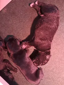 Cane Corso - Bonnie