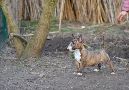 Miniature Bullterrier - Jake