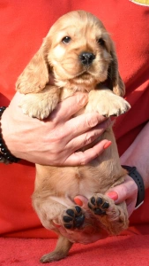 Cocker spaniel angielski - Evita From Work & Show