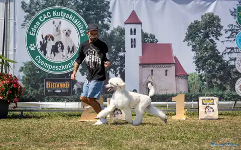 Pudel duży - Mirtill