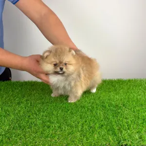 Pomeranian - Poppy