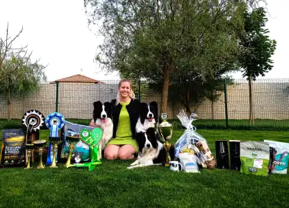 Border Collie - Leclway 