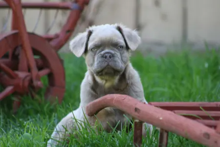 Francia bulldog - Ulán