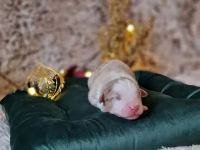 Australský ovčák - Dumuzi