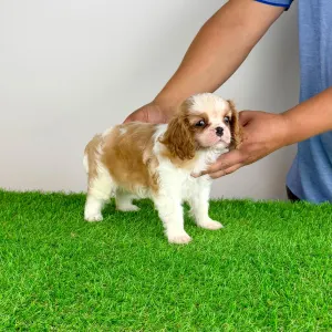 Cavalier King Charles spániel - Karosso